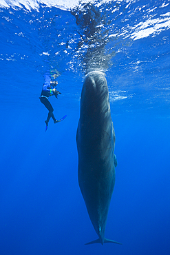 Sperm Whale and Skin diver, Physeter macrocephalus, Caribbean Sea, Dominica