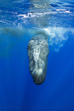 Sperm Whale, Physeter macrocephalus, Caribbean Sea, Dominica