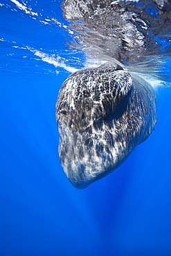 Sperm Whale, Physeter macrocephalus, Caribbean Sea, Dominica