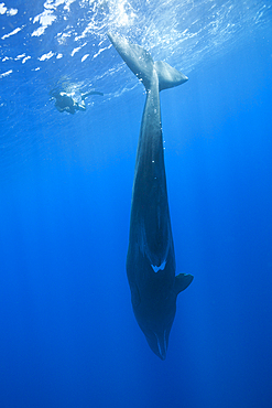 Sperm Whale, Physeter macrocephalus, Caribbean Sea, Dominica