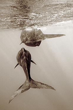 Sperm Whale, Physeter macrocephalus, Caribbean Sea, Dominica