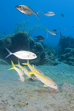 Yellowfin Goatfishes, Mulloidichthys martinicus, Caribbean Sea, Dominica