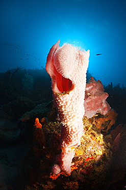 Caribbean Coral Reef, Caribbean Sea, Dominica