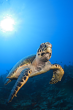 Hawksbill Turtle, Eretmochelys imbriocota, Caribbean Sea, Dominica