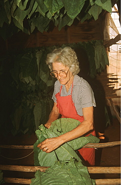 Workers sort and hang bunches of tobacco leaves to dry at cigar factory, Havana, Cuba