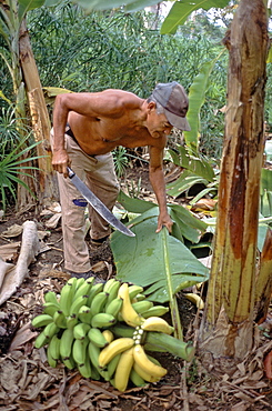 A farmer harvesting bananas in the small town of Guirito near Baracoa in eastern Cuba, Cuba