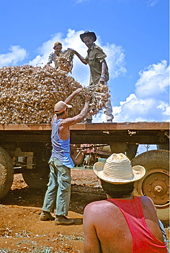 A farm-worker harvesting garlic on a farm in La Habana Province in central Cuba, Cuba