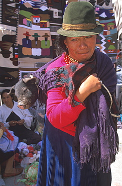 Otavalo, north of Quito is one of Latin Am's most famous markets for textiles, crafts and produce woman carrying a pig in her shawl, Quito, Ecuador