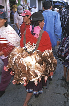 Otavalo, north of Quito is one of Latin Am's most famous markets for textiles, crafts and produce woman carrying live chickens on back, Quito, Ecuador