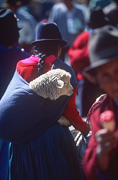 Saquisili south of Quito is one of Latin America's most important indigenous markets indian woman carrying live sheep in rebozo, Quito, Ecuador