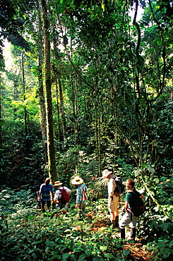 Amazon River Basin Napo River (Amazon tributary) down river at La Selva Jungle Lodge naturalists on path through primary rainforest, Oriente, Ecuador