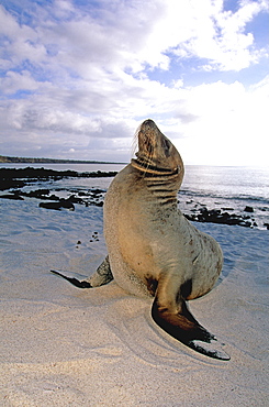 Sea Lions Zalophus californianus wollebacki, on the beach at Mosquera Island between Bartolome and Santa Cruz Islands, Galapagos Islands, Ecuador