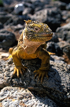 Land Iguana Conolophus subcristatus main food source is fruit from cactus, on South Plazas Island, Galapagos Islands, Ecuador