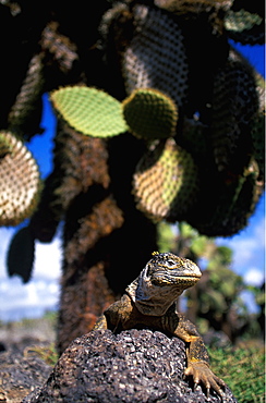 Land Iguana Conolophus subcristatus main food source is fruit from cactus, on South Plazas Island, Galapagos Islands, Ecuador