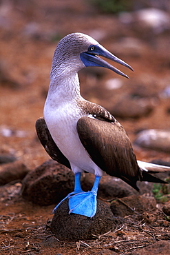 Blue-footed Booby, Sula nebouxii excisa on North Seymour Island, Galapagos Islands, Ecuador