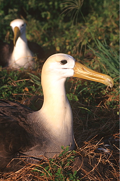 Espanola Island Albatross, Waved Diomedea irrorata, Galapagos Islands, Ecuador