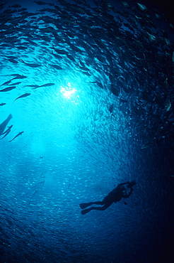 Galapagos Diver with School of Fish, Galapagos Islands, Ecuador