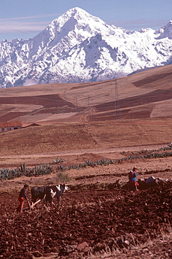 The Cordillera de Urubamba Mtn s above fields at Maras near Cuzco, Andes Mountains, Highlands, Peru