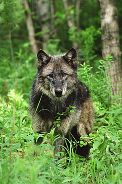 Gray wolf (Canis lupus), in captivity, Sandstone, Minnesota, United States of America, North America