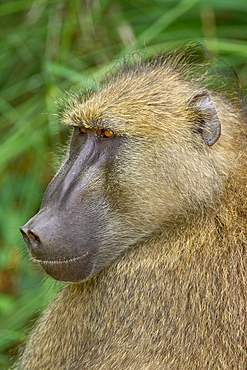 Chacma baboon (Papio ursinus), Kruger National Park, South Africa, Africa