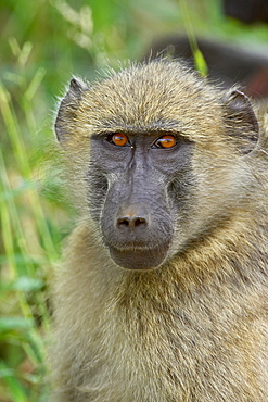 Chacma baboon (Papio ursinus), Kruger National Park, South Africa, Africa