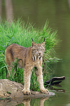 Lynx (Lynx canadensis), in captivity, Sandstone, Minnesota, United States of America, North America