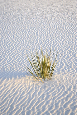 Yucca plant on a dune, White Sands National Monument, New Mexico, United States of America, North America