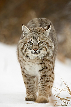 Bobcat (Lynx rufus) in snow, near Bozeman, Montana, United States of America, North America