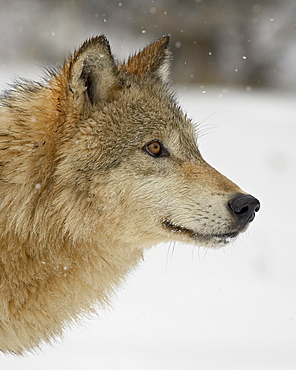 Gray wolf (Canis lupus) in snow, near Bozeman, Montana, United States of America, North America