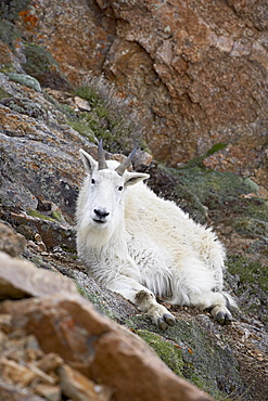 Mountain goat (Oreamnos americanus), Mount Evans, Colorado, United States of America, North America