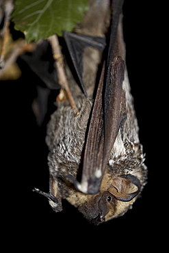 Hoary bat (Lasiurus cinereus), in captivity near Portal, Arizona, United States of America, North America