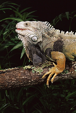 Green iguana (Iguana iguana) in captivity, from central South America