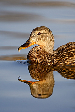 Female mallard (Anas platyrhynchos), Stern Park, Littleton, Colorado, United States of America, North America