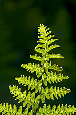 Backlit fern frond, Yellowstone National Park, Wyoming, United States of America, North America