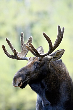 Bull moose (Alces alces), Roosevelt National Forest, Colorado, United States of America, North America