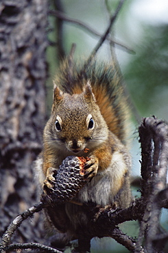 Red squirrel (Tamiasciurus hudsonicus), Alcan, Yukon Territory, Canada, North America