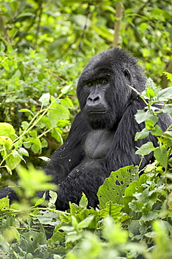 Silverback mountain gorilla (Gorilla gorilla beringei), Shinda Group, Volcanos National Park, Rwanda, Africa