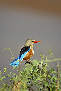 Grey-headed kingfisher (grey-hooded kingfisher) (gray-headed kingfisher) (gray-hooded kingfisher) (Halcyon leucocephala), Samburu National Reserve, Kenya, East Africa, Africa