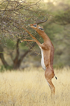 Male gerenuk (Litocranius walleri) feeding while standing on its hind legs, Samburu National Reserve, Kenya, East Africa, Africa