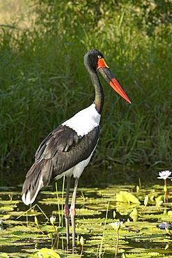 Female saddle-billed stork (Ephippiorhynchus senegalensis), Kruger National Park, South Africa, Africa