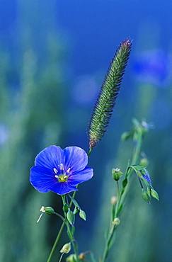 Wild blue flax (Linus perenne lewisii), Grand Teton National Park, Wyoming, United States of America, North America