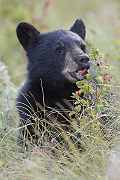 Black bear (Ursus americanus) cub eating Saskatoon berries, Waterton Lakes National Park, Alberta, Canada, North America