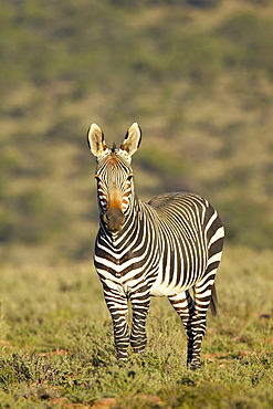 Cape mountain zebra (Equus zebra zebra), Mountain Zebra National Park, South Africa, Africa