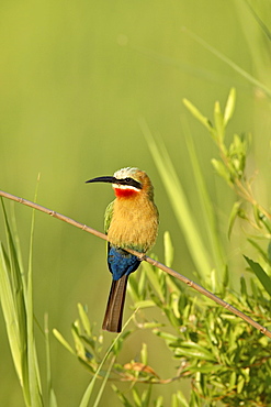 White-fronted bee-eater (Merops bullockoides), Kruger National Park, South Africa, Africa