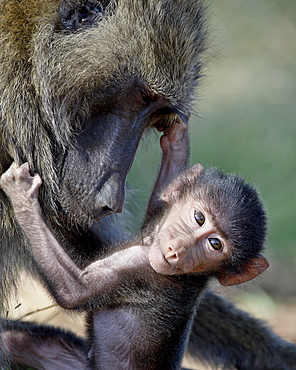 Olive baboon (Papio cynocephalus anubis) mother and infant, Samburu National Reserve, Kenya, East Africa, Africa