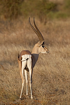 Male Grantis gazelle (Gazella granti) eating, Samburu National Reserve, Kenya, East Africa, Africa