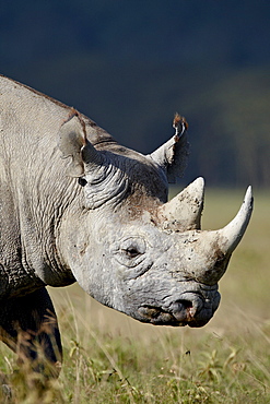 Black rhinoceros (hook-lipped rhinoceros) (Diceros bicornis), Lake Nakuru National Park, Kenya, East Africa, Africa