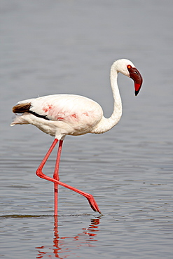 Lesser Flamingo (Phoeniconaias minor), Lake Nakuru National Park, Kenya, East Africa, Africa