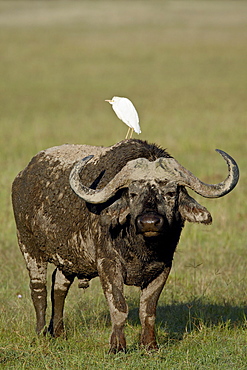 Cape buffalo (African buffalo) (Syncerus caffer) with a cattle egret (Bubulcus ibis) on its back, Lake Nakuru National Park, Kenya, East Africa, Africa