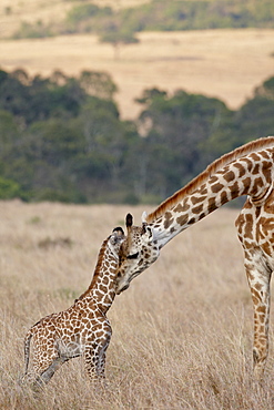 Mother and baby Masai Giraffe (Giraffa camelopardalis tippelskirchi) just days old, Masai Mara National Reserve, Kenya, East Africa, Africa